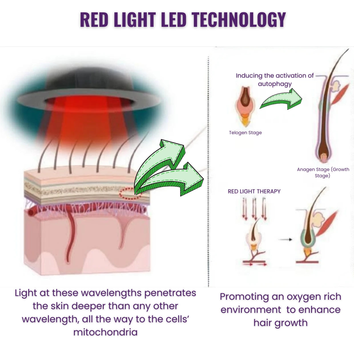 Diagram of red light LED technology for hair growth with labeled stages and effects.